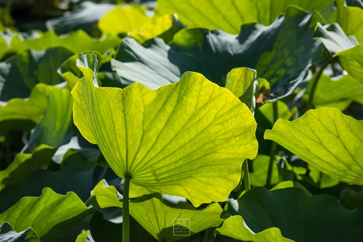 花草