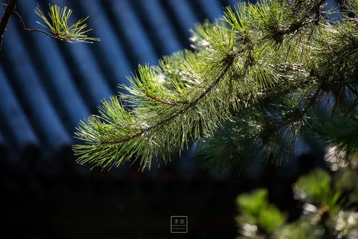 2G3A0967