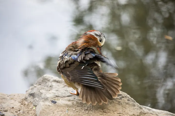鸟